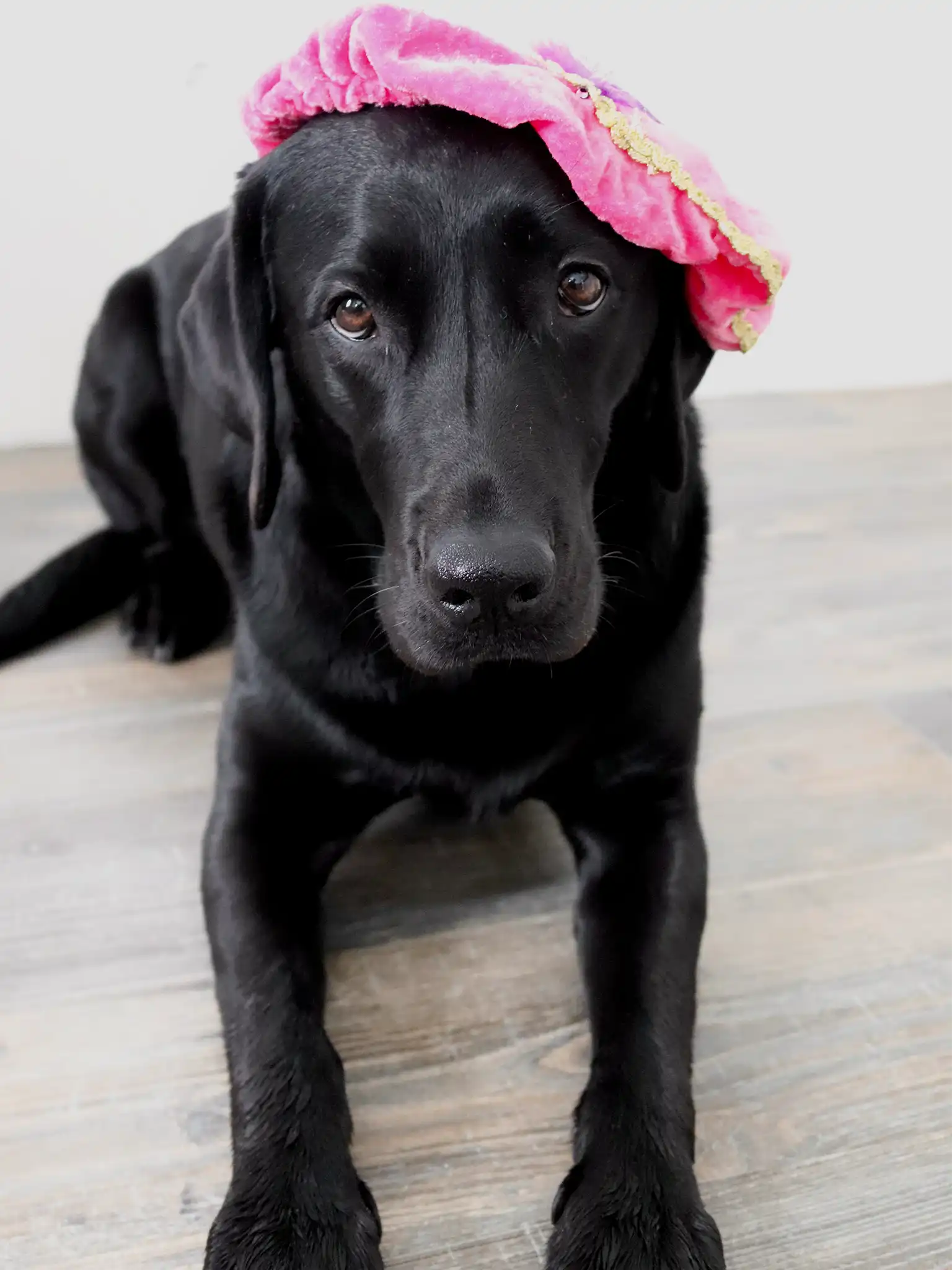 Recept woefnootjes - pepernoten voor honden. Door Moos